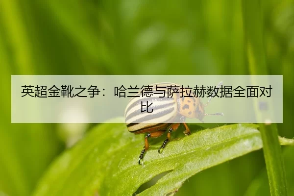 ying-chao-jin-xue-zhi-zheng-ha-lan-de-yu-sa-la-he-shu-ju-quan-mian-dui-bi-2-439.jpg
